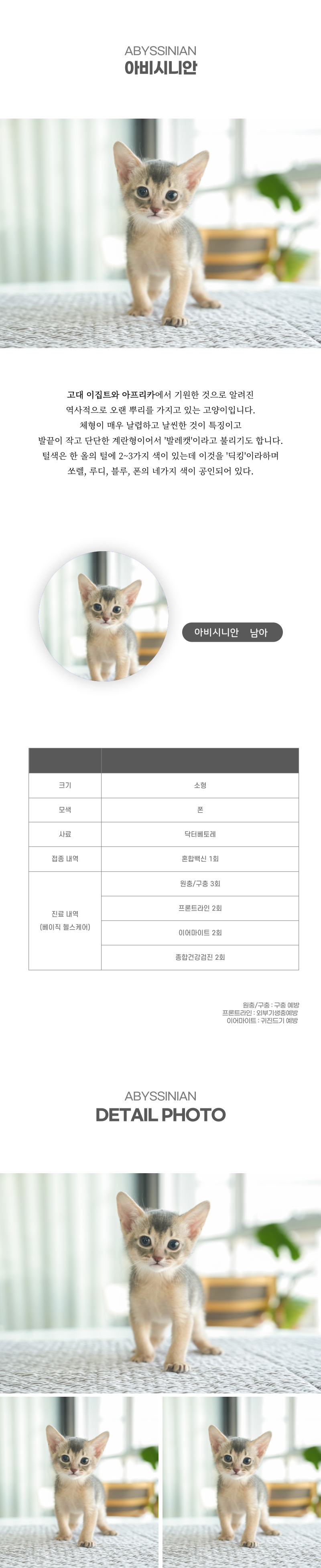 아비시니안_상세이미지_2
